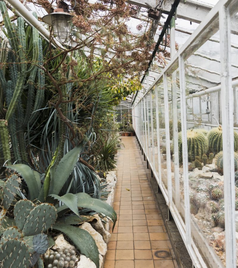 greenhouse-still-life